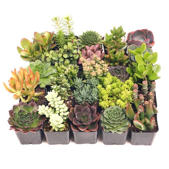 Ultimate Variety Succulents 25-Pack (25 Varieties, 2" Pots)