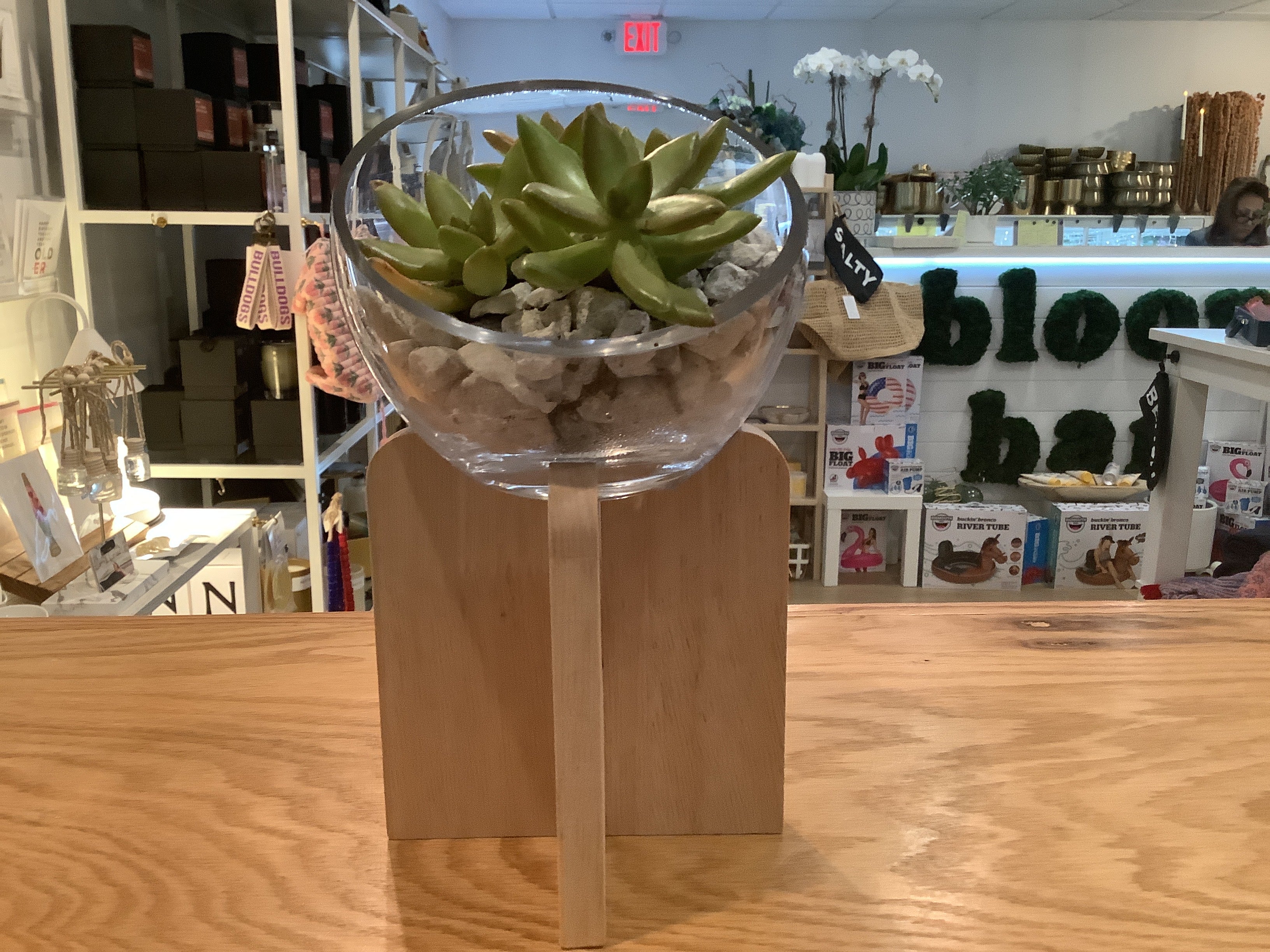 Gazer Terranium with succulent