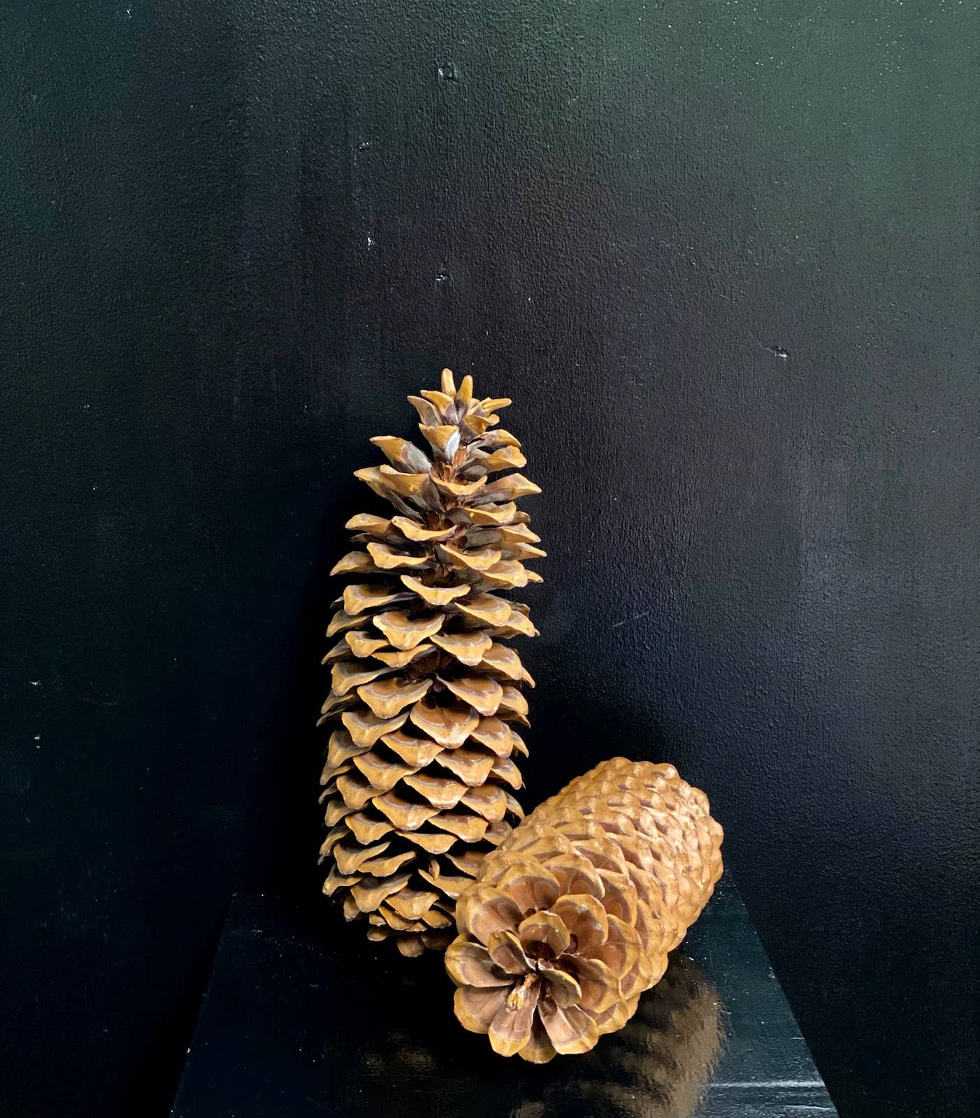 Sugar Pine Cones (large)