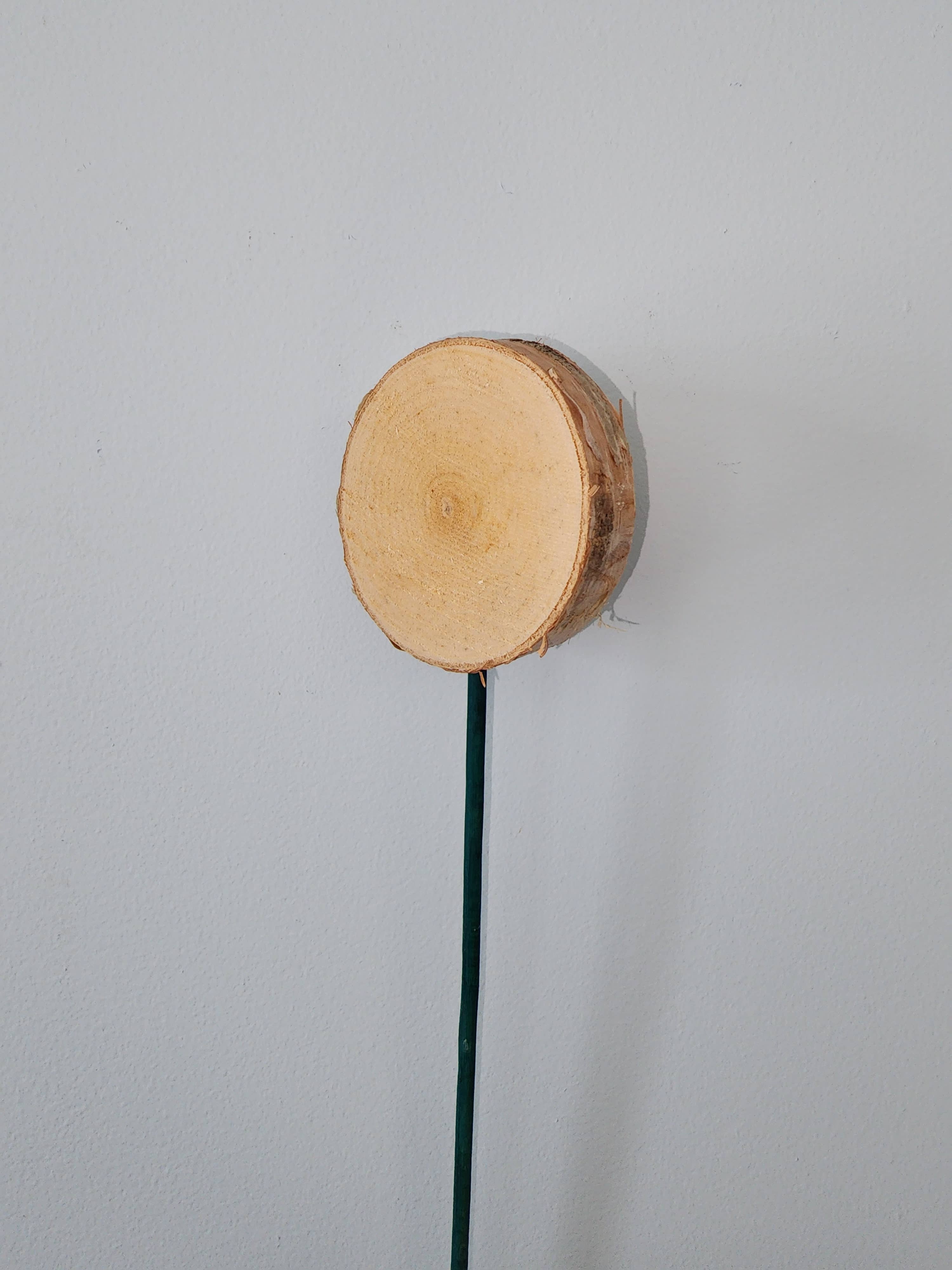 Birch Mini Lollipop W/Pick