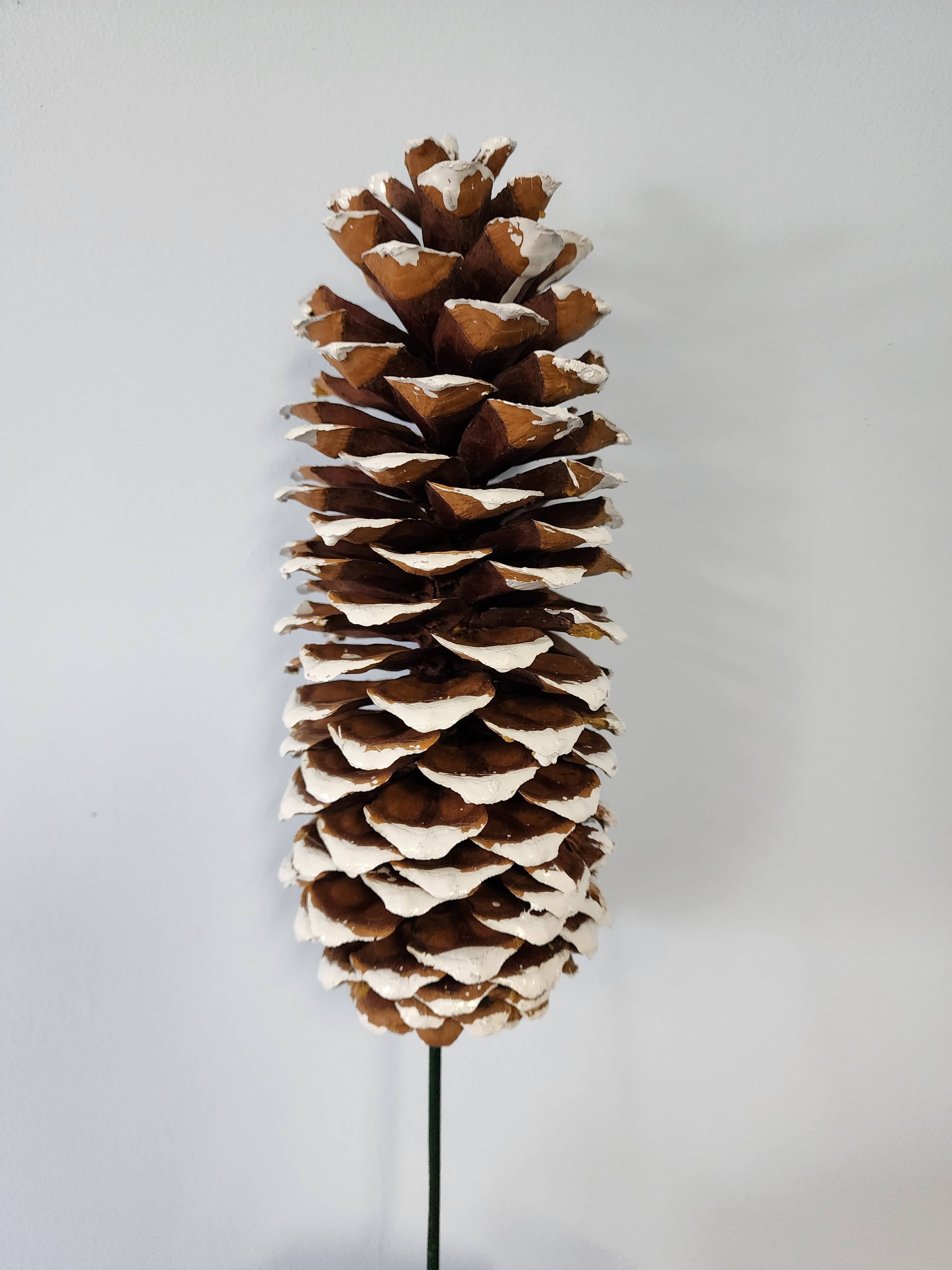 Sugar Pine Cones (large)