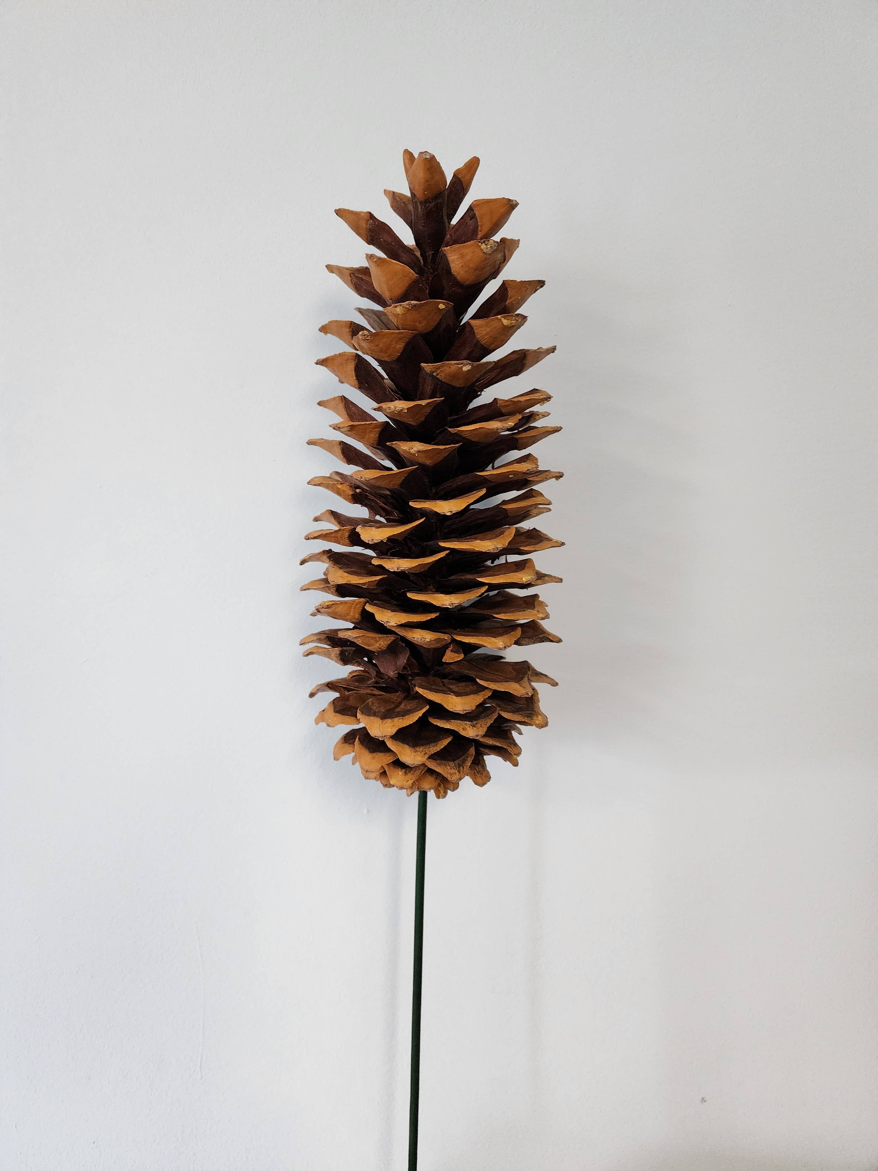 Sugar Pine Cones (large)