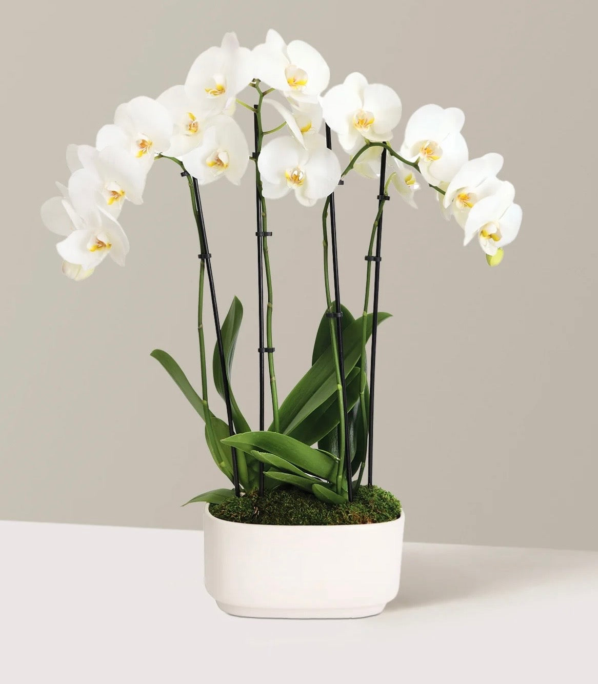 Orchid Triple Stem (in a vase)Local delivery