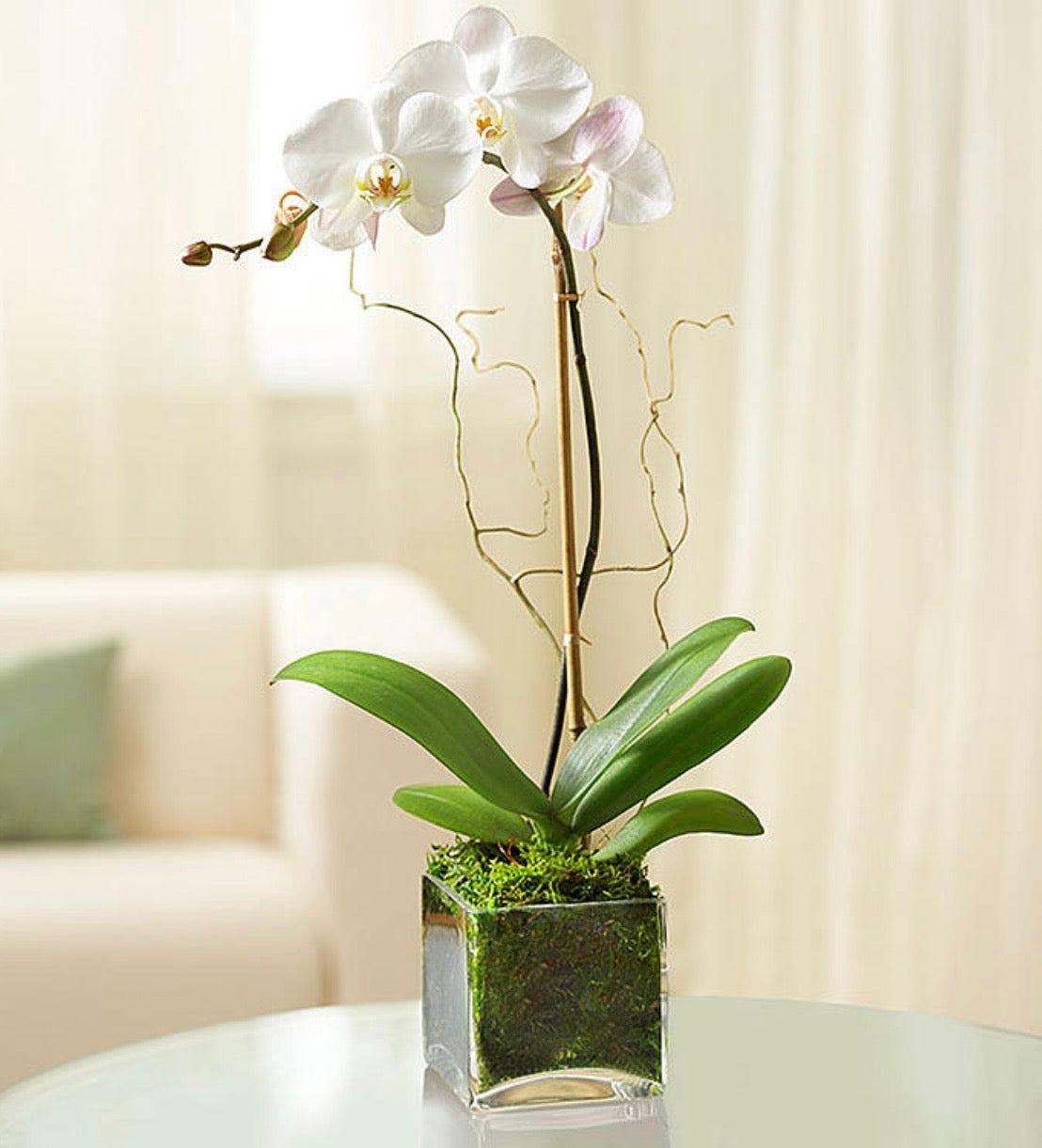 Orchid Single Stem (in a vase)Local Delivery