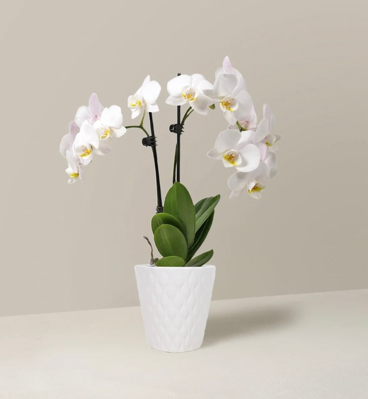 Orchid Double Stem (in a vase)Local Delivery